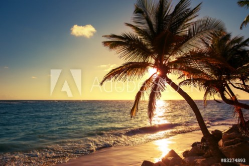 Picture of Palm tree on the tropical beach